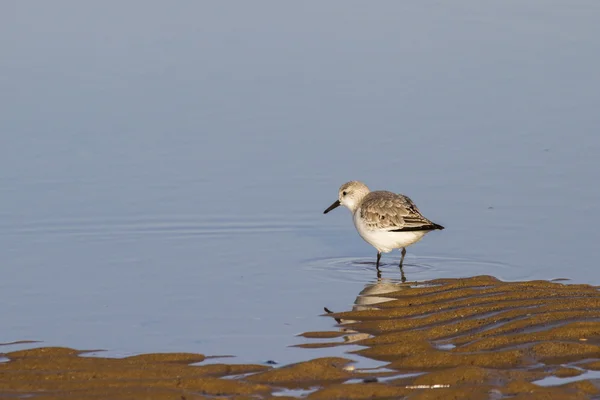 Sandlöpare (Calidris alba) — Stockfoto