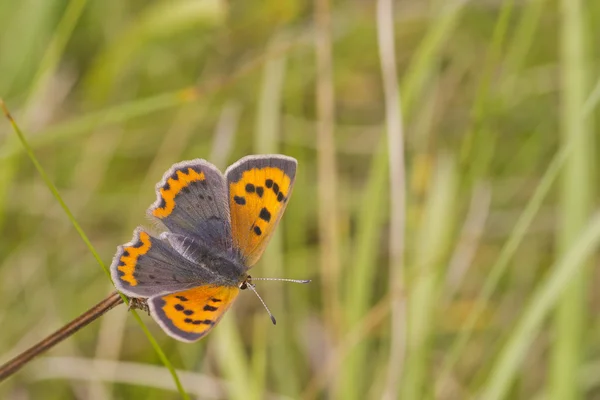 Mariposa de cobre — Foto de Stock