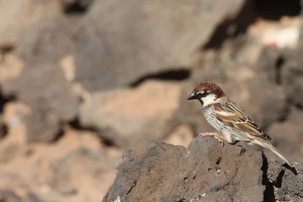 Sparrow från fuerteventura — Stockfoto