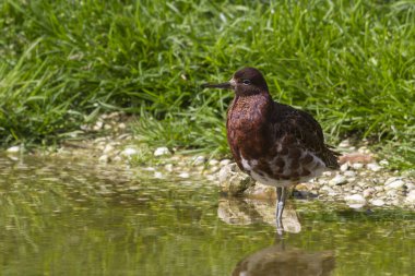 Ruff (Philomachus pugnax)