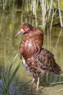 Ruff (Philomachus pugnax)