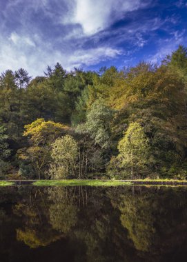 Sonbahar ağaçlar yansıma 