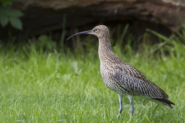 Curlew stojący na trawie — Zdjęcie stockowe