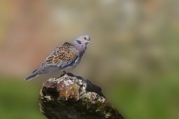 Zomertortel — Stockfoto