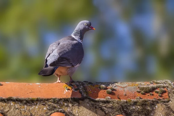 Wood Pigeon — Zdjęcie stockowe