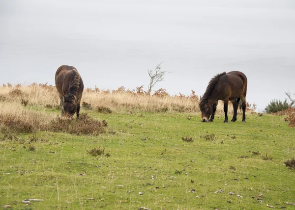 Exmoor poney cheval sauvage — Photo