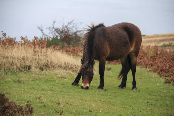 Exmoor pony rara raza —  Fotos de Stock