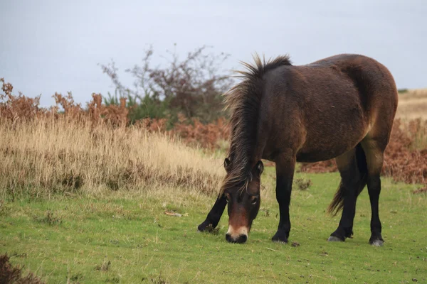 Exmoor pony rara raza —  Fotos de Stock