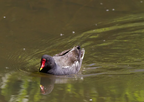 Moorhen svømning på søen - Stock-foto