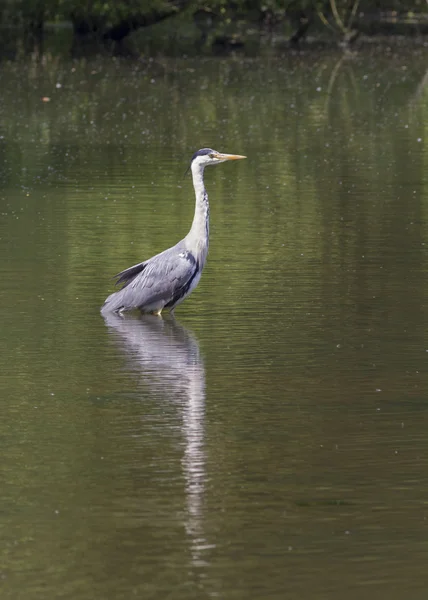 Airone grigio — Foto Stock