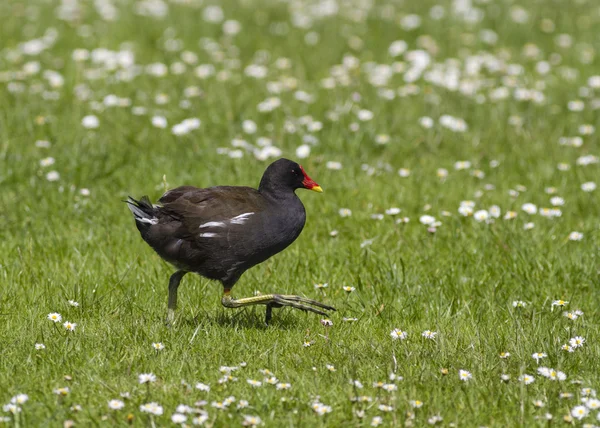 Moorhen in esecuzione su erba — Foto Stock