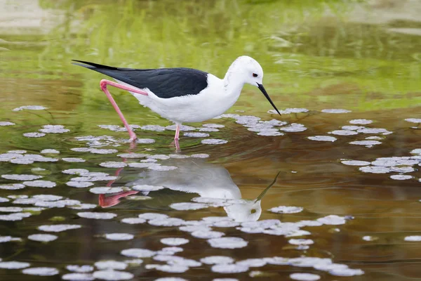 Stelzenläufer — Stockfoto