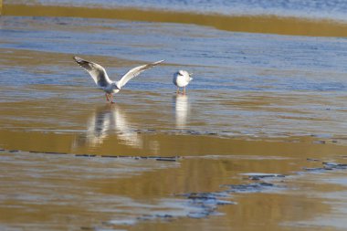 Sahilde açılış martılar