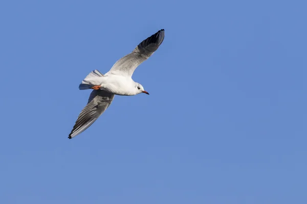 Seagull Flying in sky — Stock Photo, Image