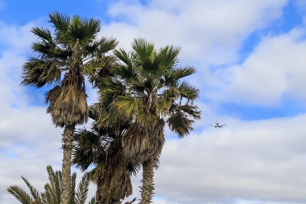 Airplane flying over tropical palm trees — Stock Photo, Image