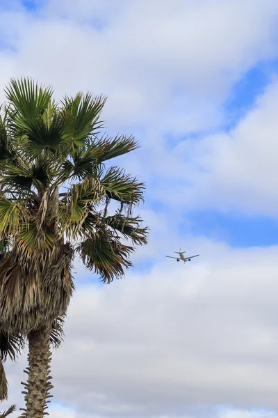 Airplane flying over tropical palm trees — Stock Photo, Image