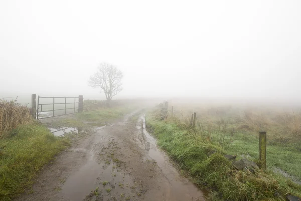 Nebbia fitta su una strada di campagna — Foto Stock