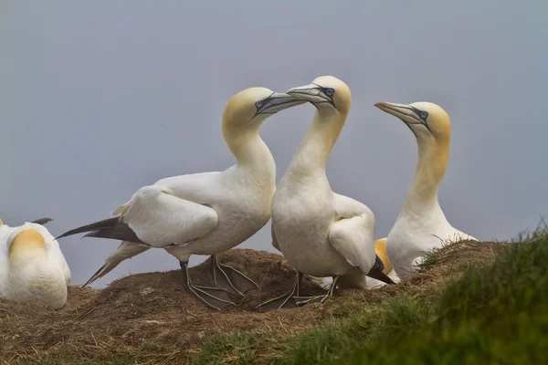 Gannets bir uçurumun kenarında oturdu — Stok fotoğraf