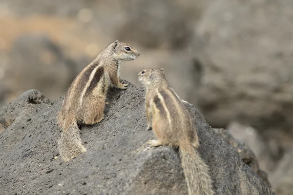 Barbary ziemi wiewiórki — Zdjęcie stockowe