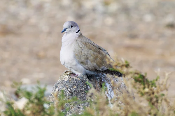 Paloma Collared encaramada en una roca —  Fotos de Stock