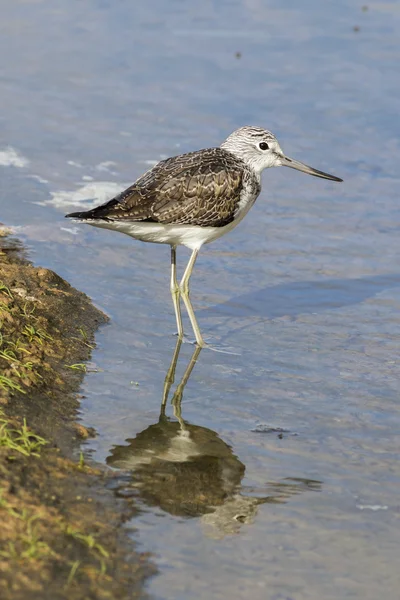 Greenshank standing in the water — Stock Photo, Image
