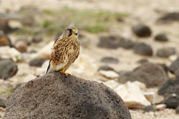 Cernícalo (Falco tinnunculus ) — Foto de Stock
