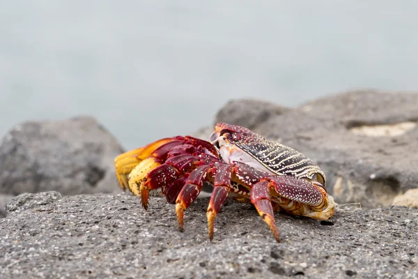 莎莉莱特富特红螃蟹 — 图库照片