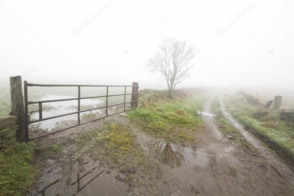 Thick fog on a country lane
