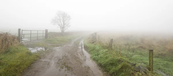 Bir ülke Lane'de kalın sis — Stok fotoğraf