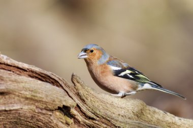 bir dal üzerinde tünemiş ispinoz