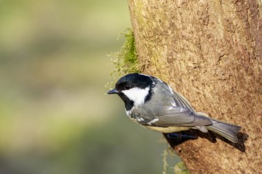 bir dal üzerinde tünemiş kömür baştankara