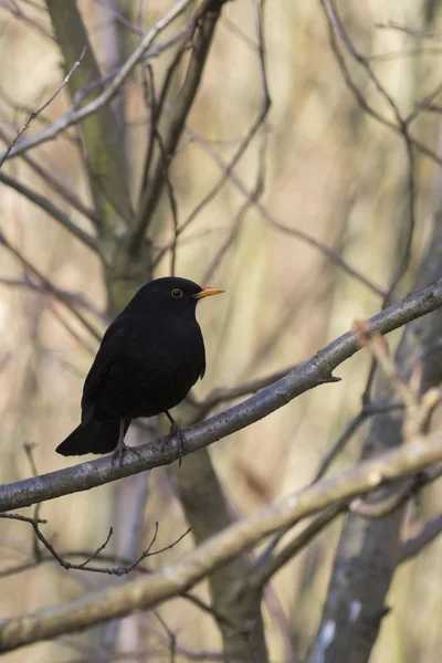 Pássaro-preto (Turdus merula) — Fotografia de Stock