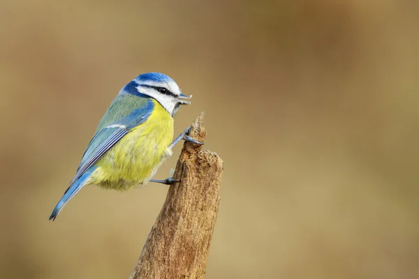 Blue Tit posado en una rama —  Fotos de Stock