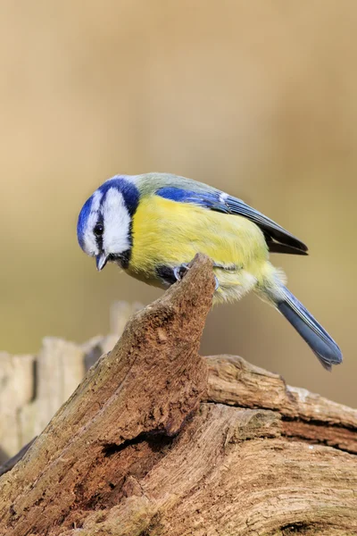 Pimpelmees zat op een tak — Stockfoto