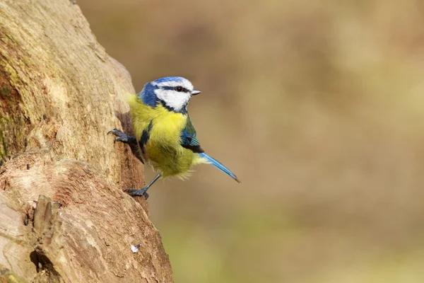 Blue Tit posado en una rama — Foto de Stock