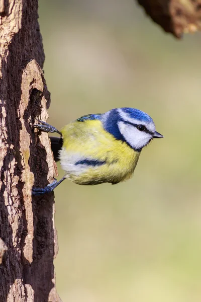 Blue Tit posado en una rama —  Fotos de Stock