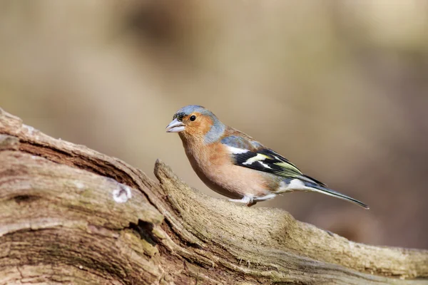 Chaffinch perched on a branch — Stock Photo, Image