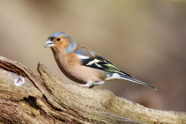 Chaffinch perched on a branch — Stock Photo, Image