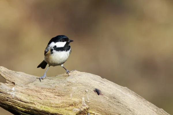 Mésange de charbon perchée sur une branche — Photo