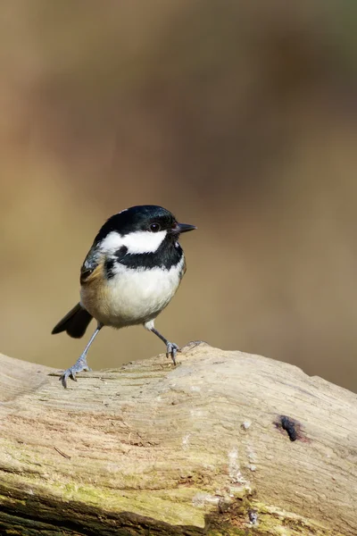 Coal Tit сидел на ветке — стоковое фото