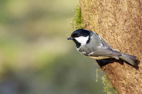 Coal Tit perched on a branch — Stock Photo, Image