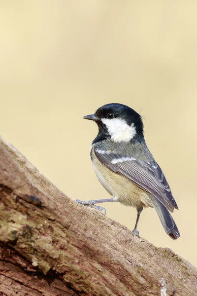 Coal Tit perched on a branch — Stock Photo, Image