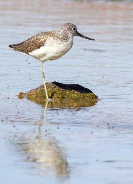 Greenshank ayakta su