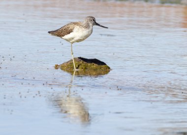 Greenshank ayakta su