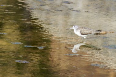 Greenshank ayakta su