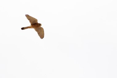 Kerkenez (Falco tinnunculus)