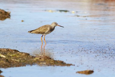 Redshank bir yemek için arıyorsunuz