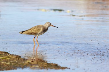Redshank bir yemek için arıyorsunuz