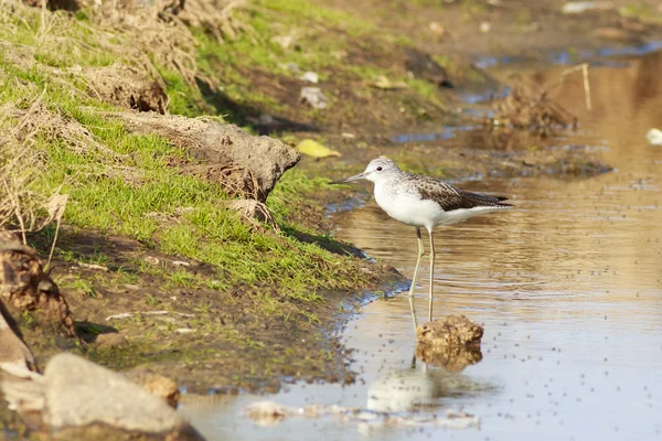 Greenshank stoi w wodzie — Zdjęcie stockowe