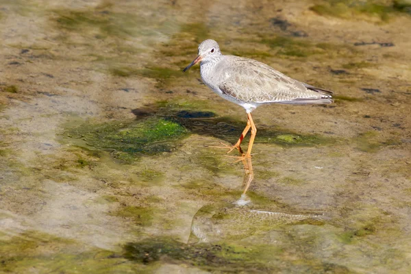 Redshank patrząc na posiłek — Zdjęcie stockowe